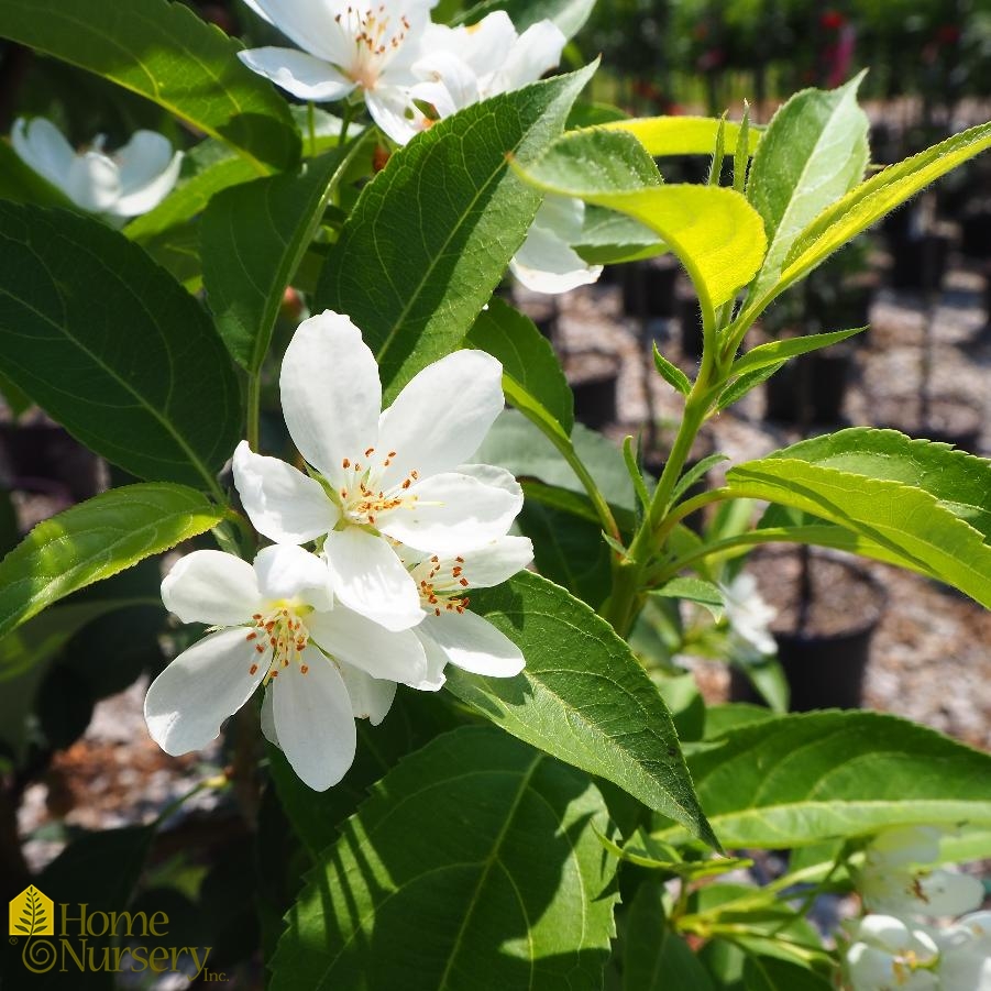 Malus x Starlite®