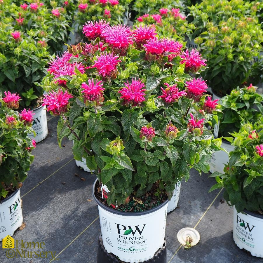 Monarda didyma 'Pardon My Cerise'