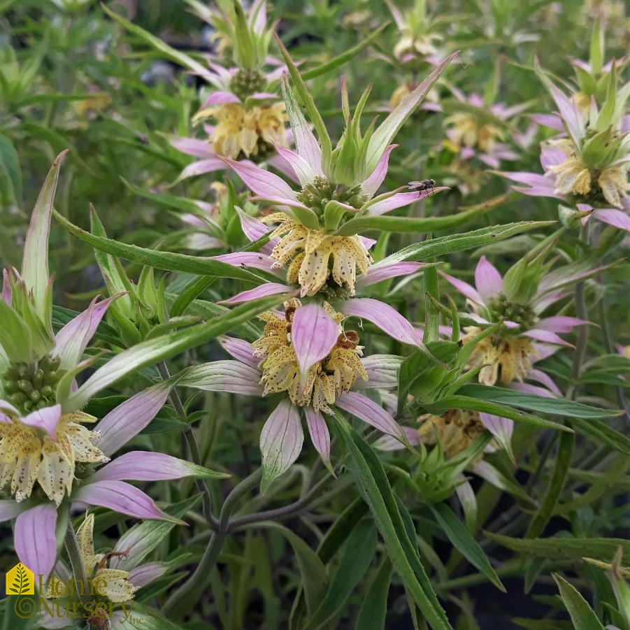 Monarda punctata 'Beebop'