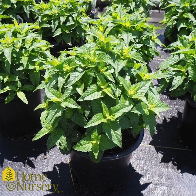 Monarda x Sugar Buzz® 'Bubblegum Blast'