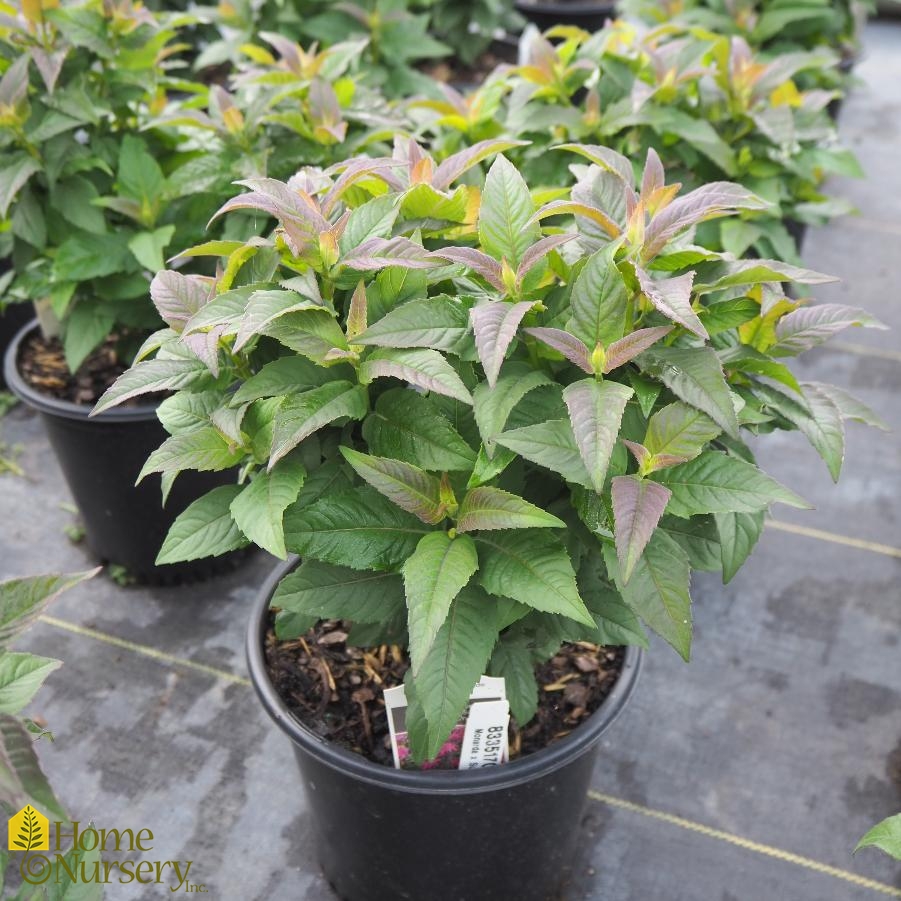 Monarda x Sugar Buzz® 'Rockin Raspberry'