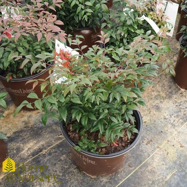 Nandina domestica Obsession™