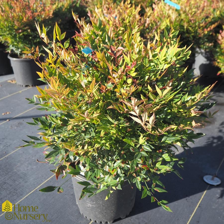 Nandina domestica 'Tuscan Flame'