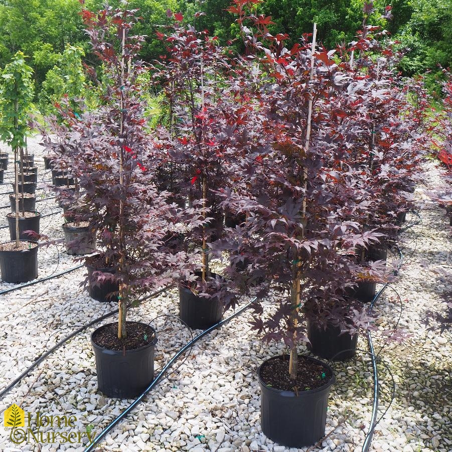 Acer palmatum 'Bloodgood'