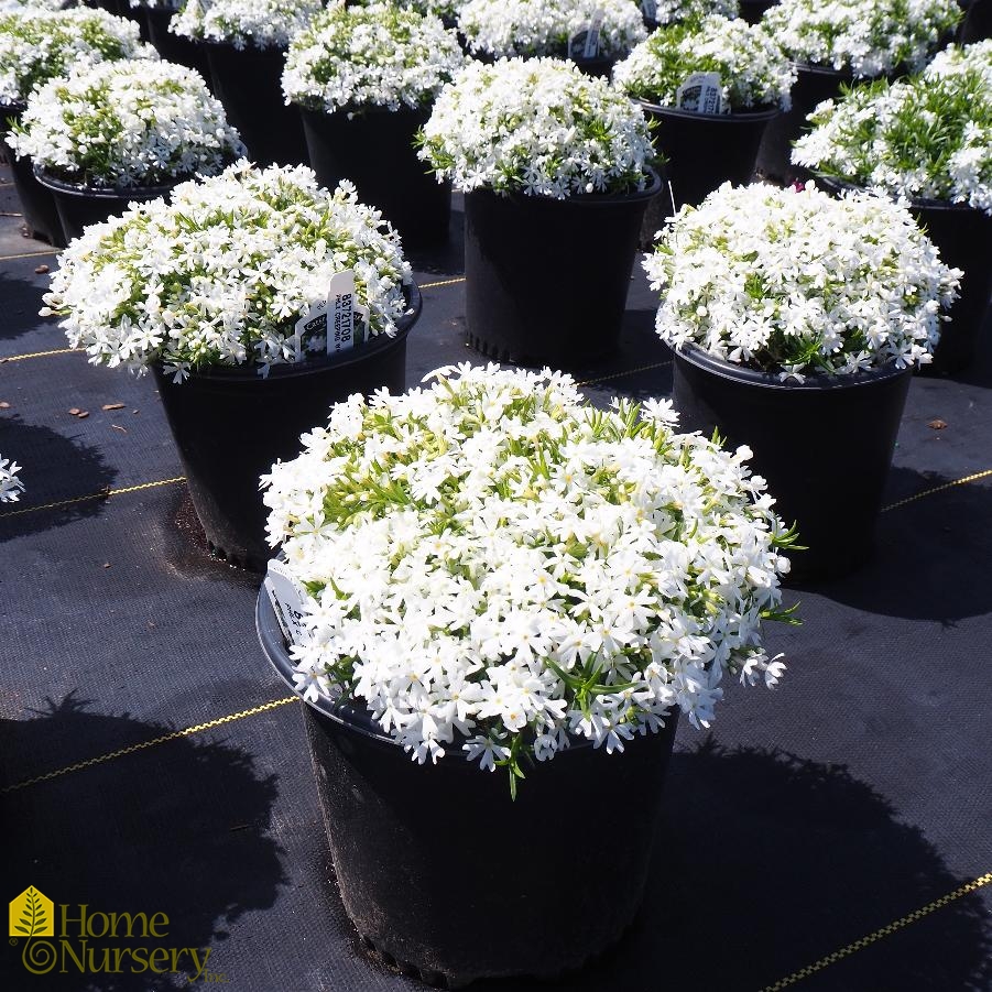 Phlox subulata 'Snowflake'