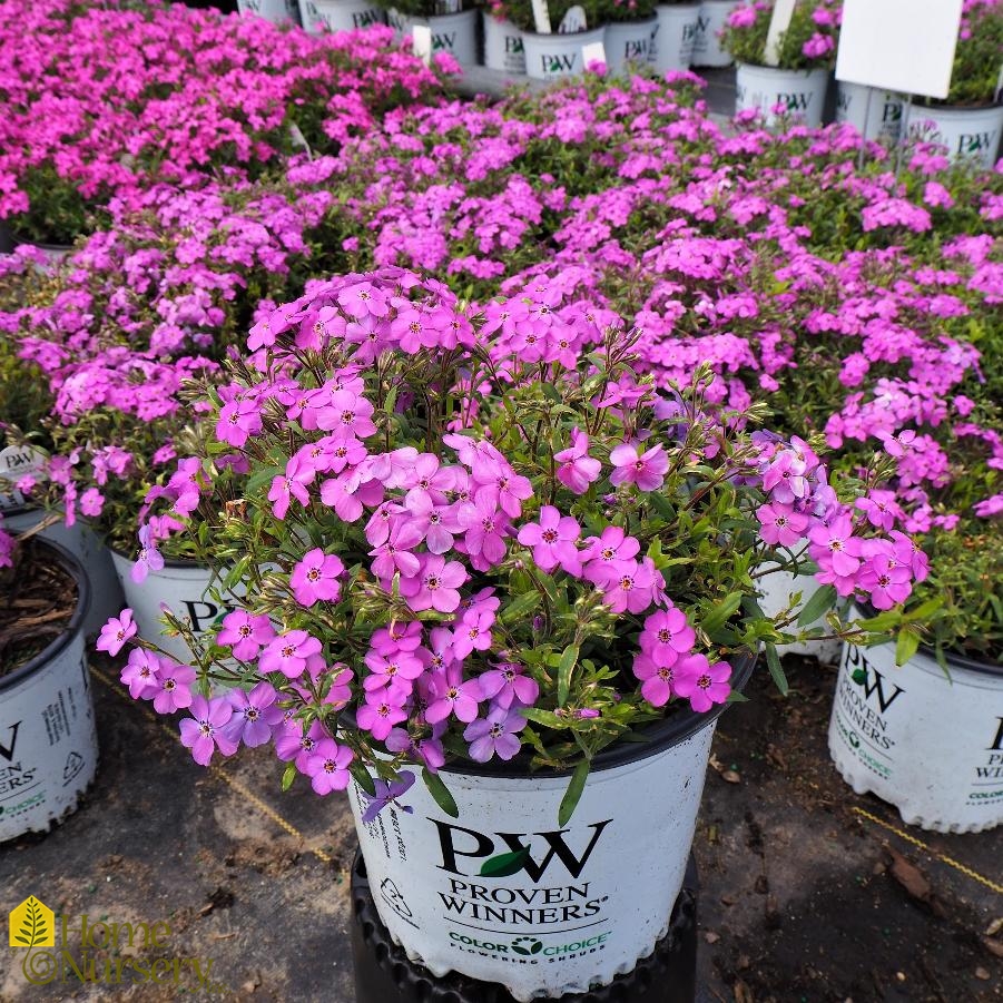 Phlox x 'Purple Sprite'