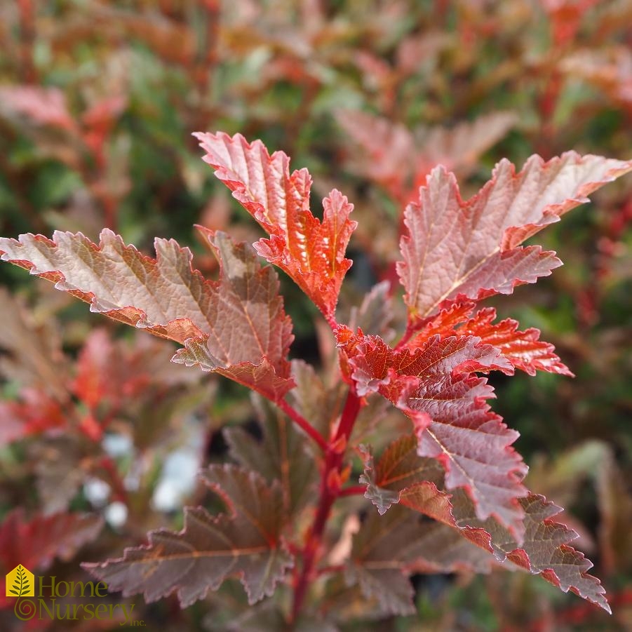 Physocarpus opulifolius Summer Wine®