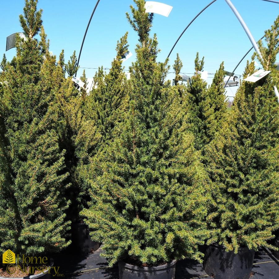 Picea glauca 'Conica'