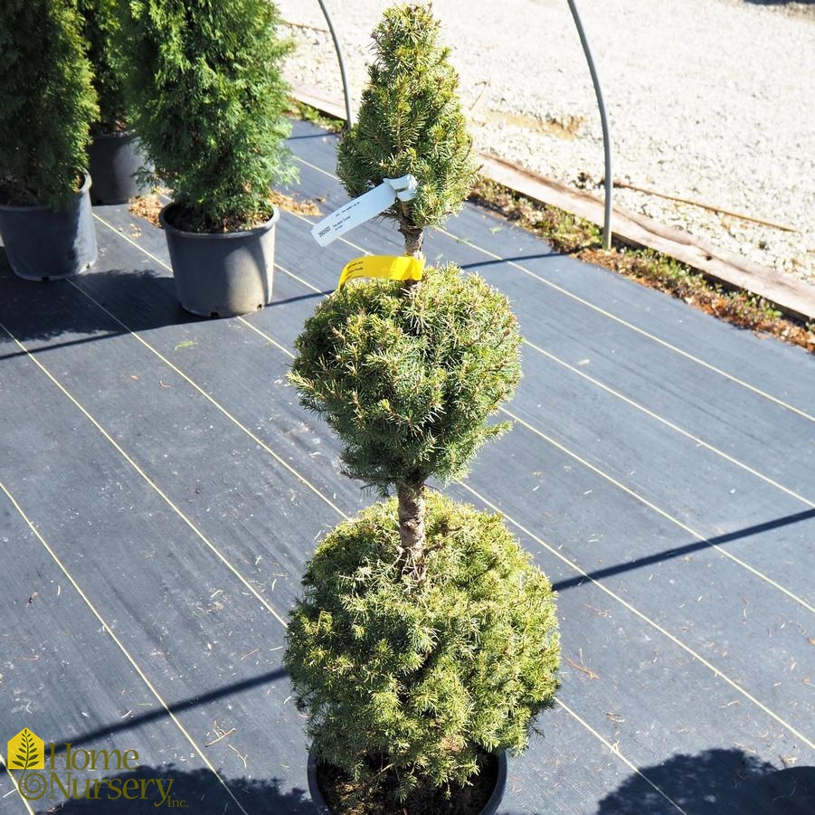 Picea glauca 'Conica' - Poodle