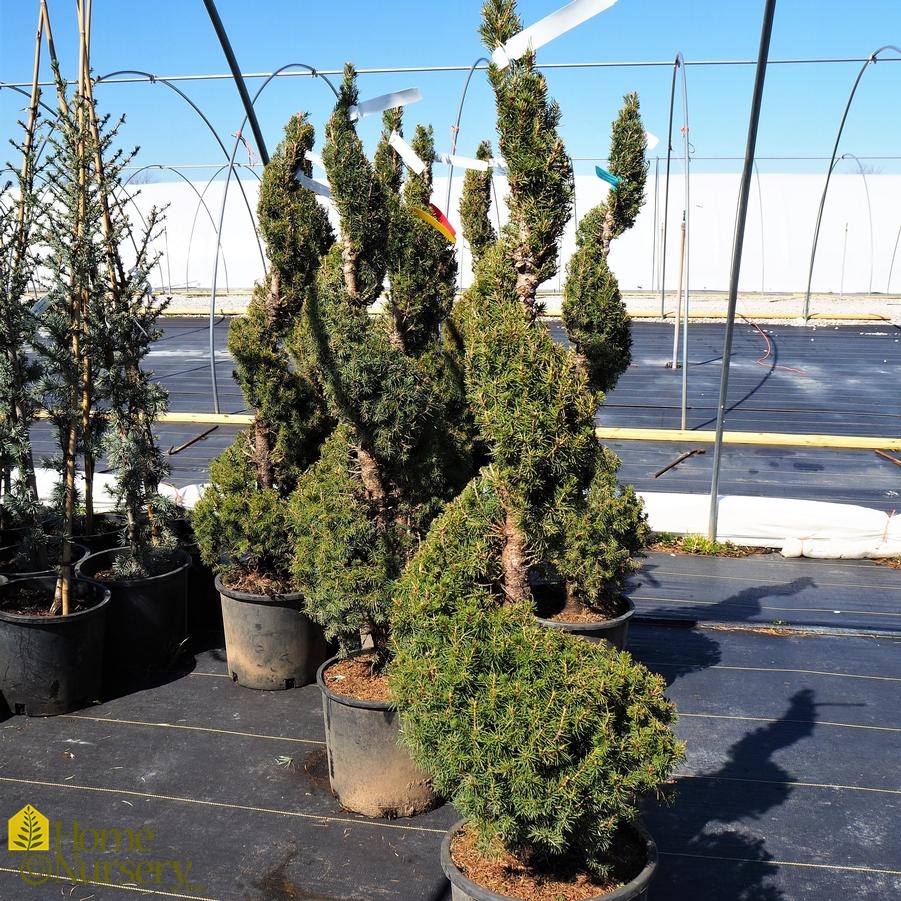 Picea glauca 'Conica' - Spiral