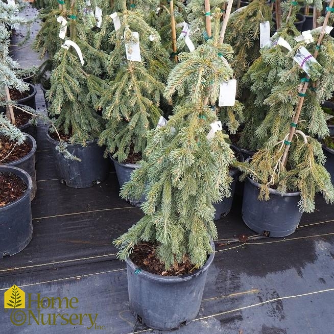 Picea glauca 'Pendula'