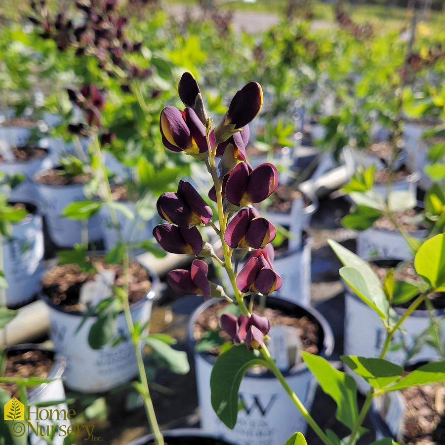 Baptisia x Decadence® 'Dark Chocolate'