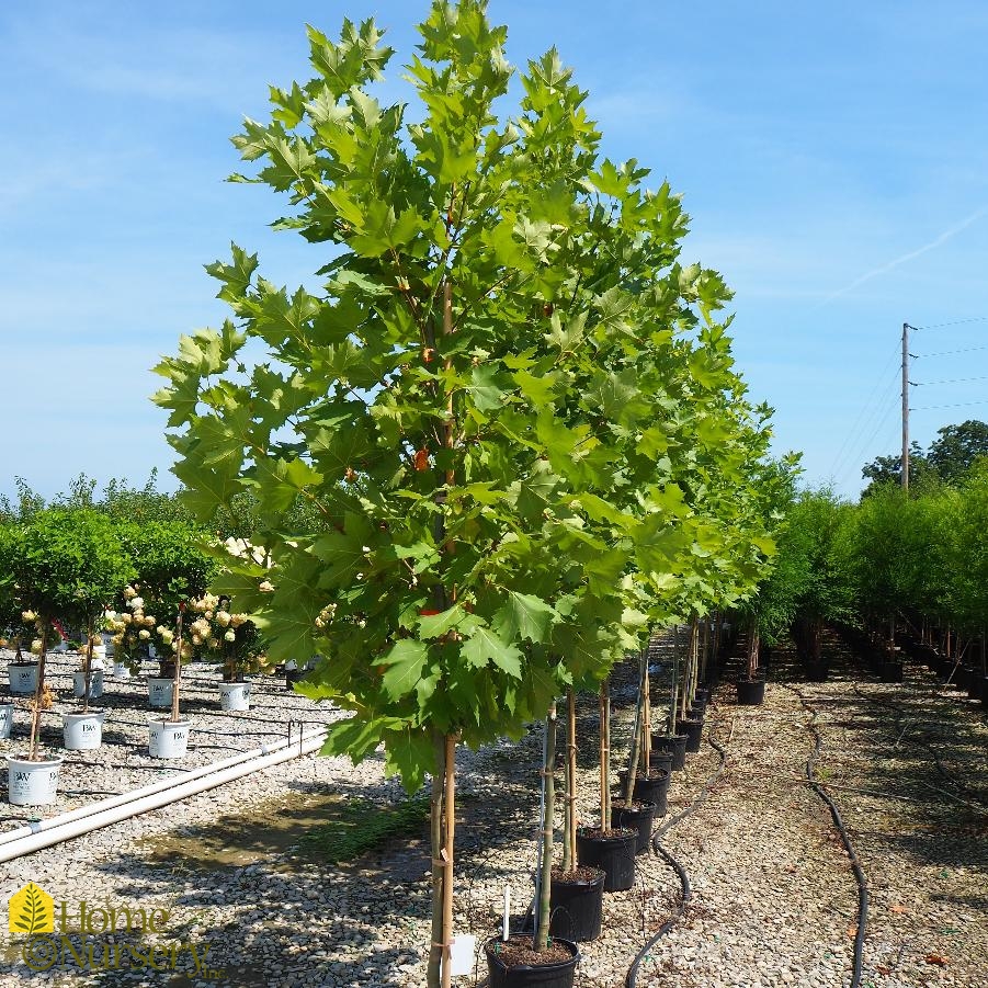 Platanus x acerifolia Exclamation!™ London from Home Nursery