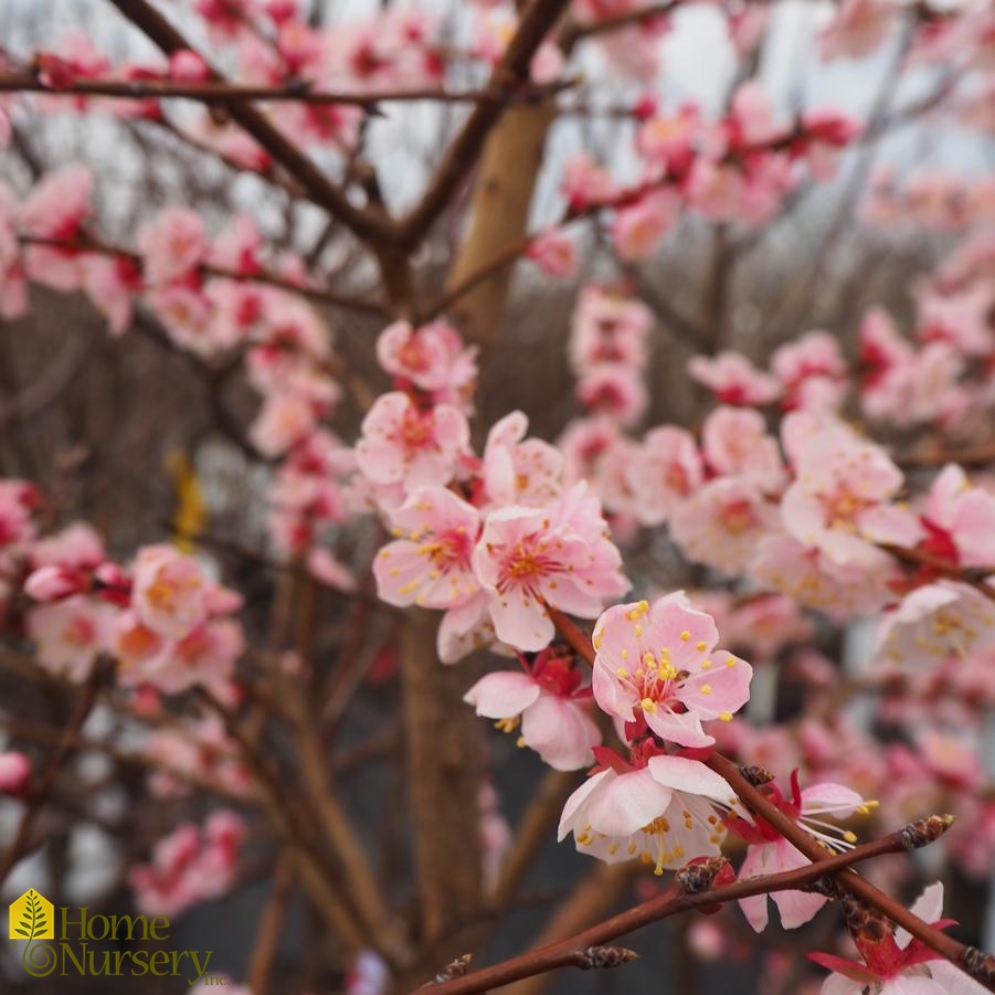 Prunus armeniaca Debbie's Gold