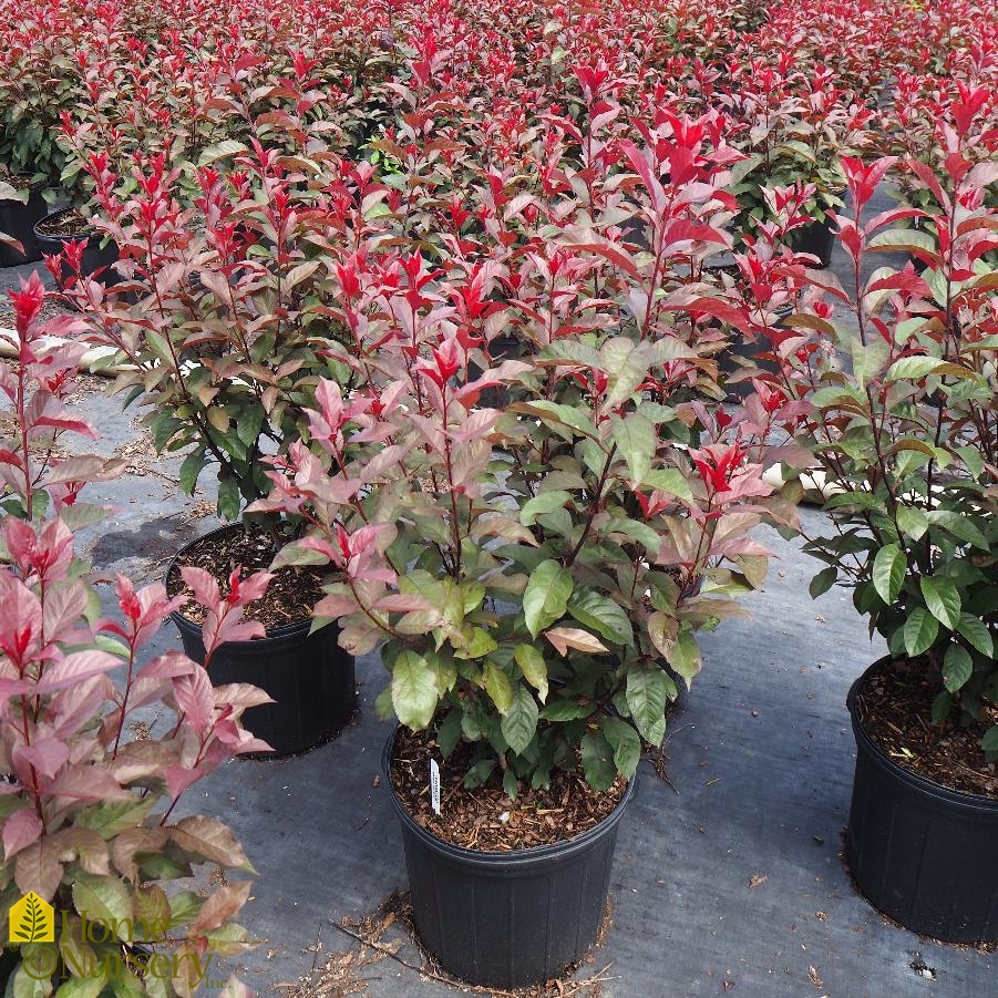 Prunus X Cistena (Purple Leaf Sand Cherry, Purple-leaf Sand Cherry ...