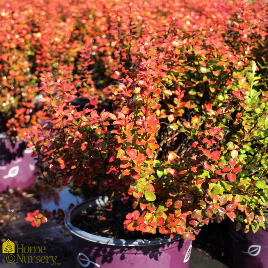 Berberis thunbergii Limoncello™