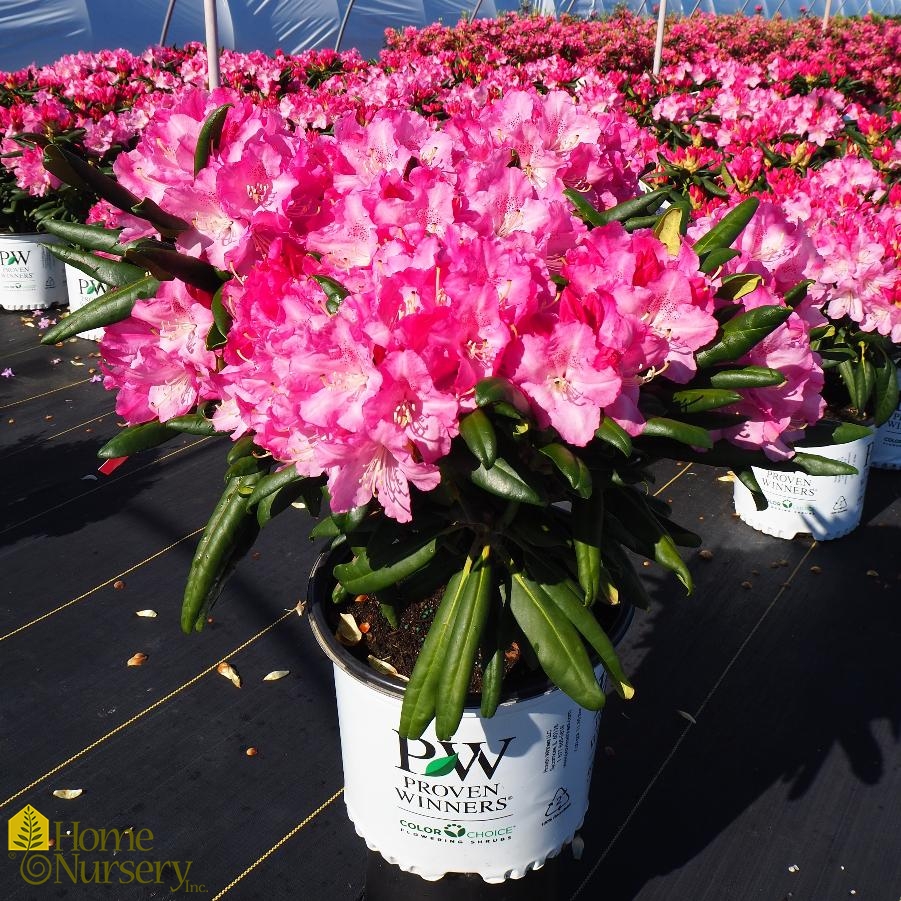 Rhododendron x Dandy Man® Pink