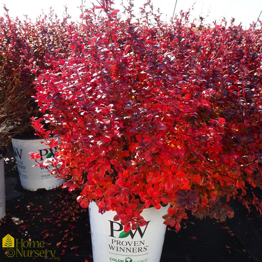 Berberis x Sunjoy Todo™
