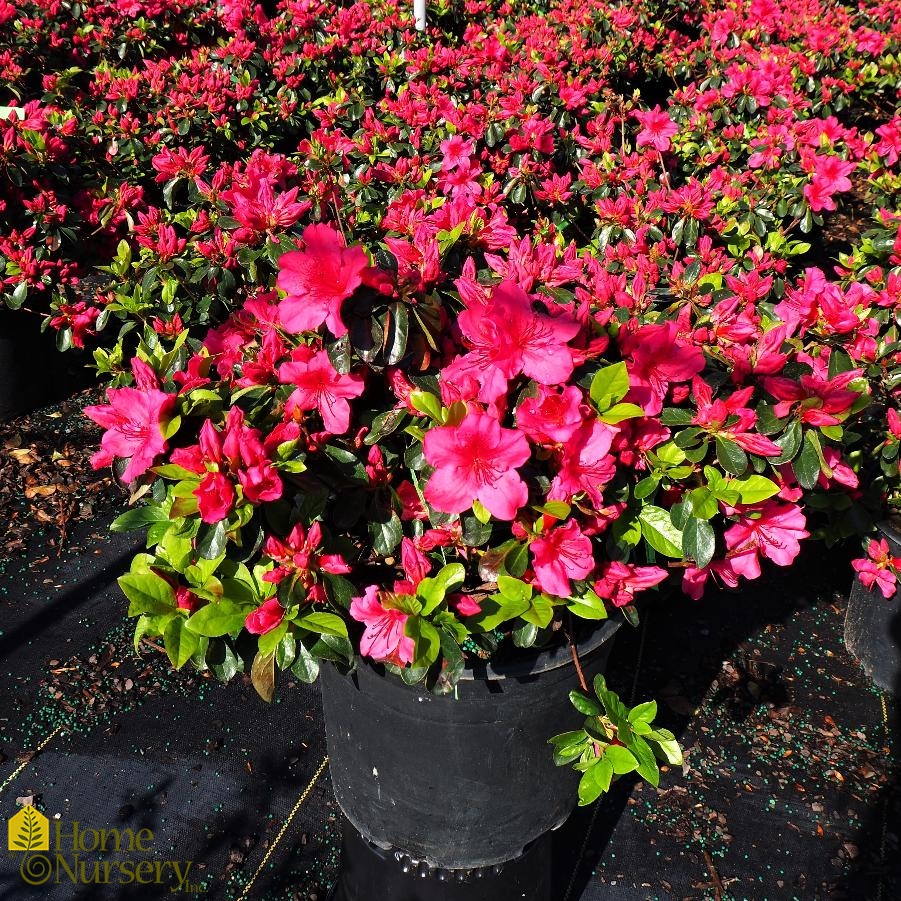 Rhododendron x 'Girard's Crimson'