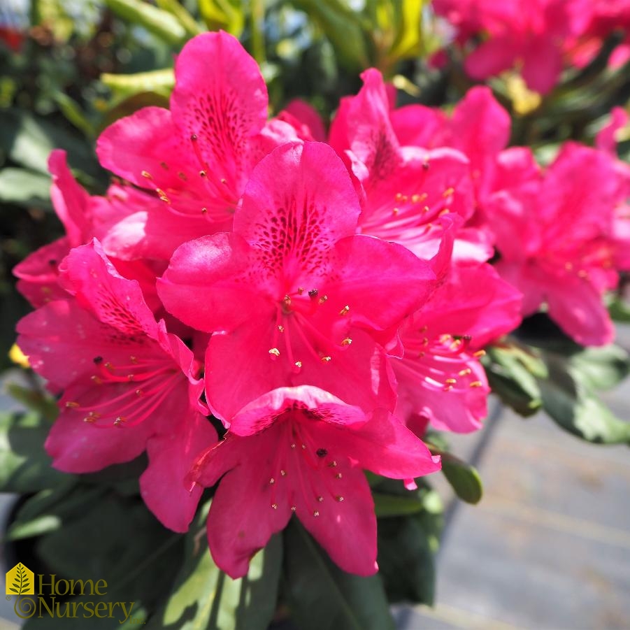 Rhododendron x 'Nova Zembla'