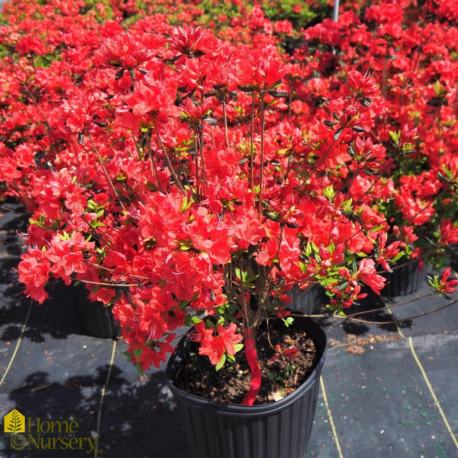 Rhododendron x 'Stewartstonia'