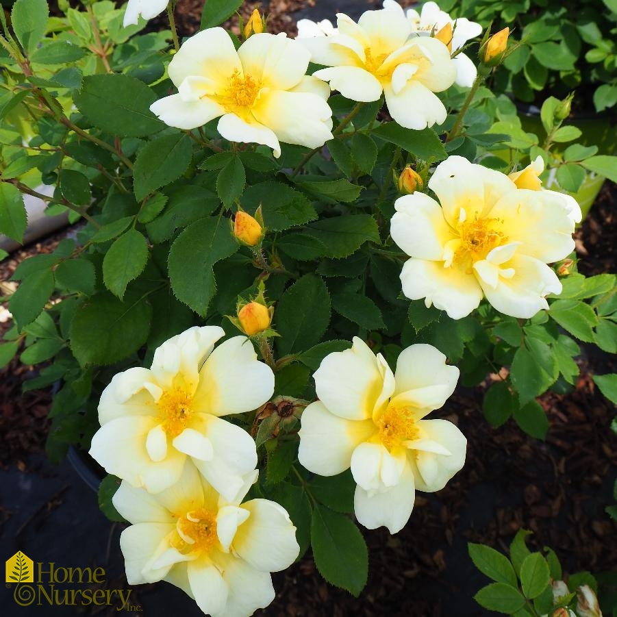 Rosa x Sunny Knock Out® Rose from Home Nursery
