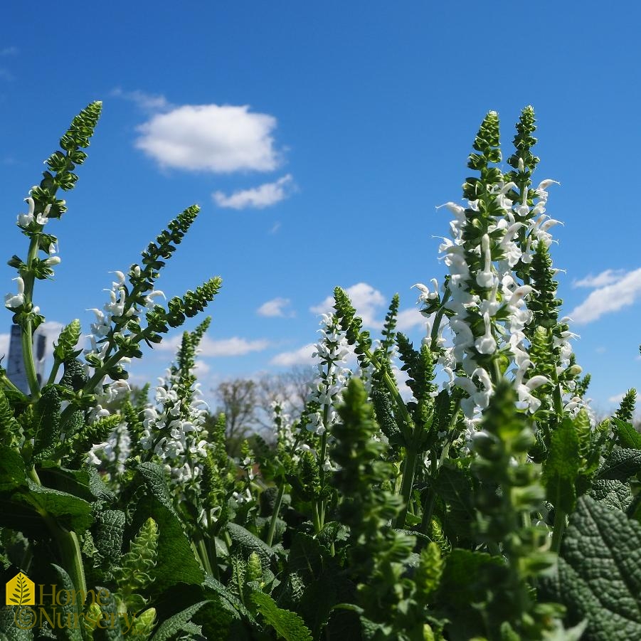 Salvia nemerosa 'White Profusion'