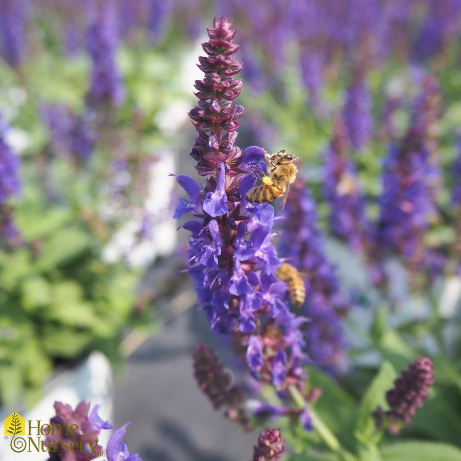 Salvia nemerosa 'Violet Profusion'