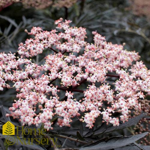 Sambucus nigra Black Lace®