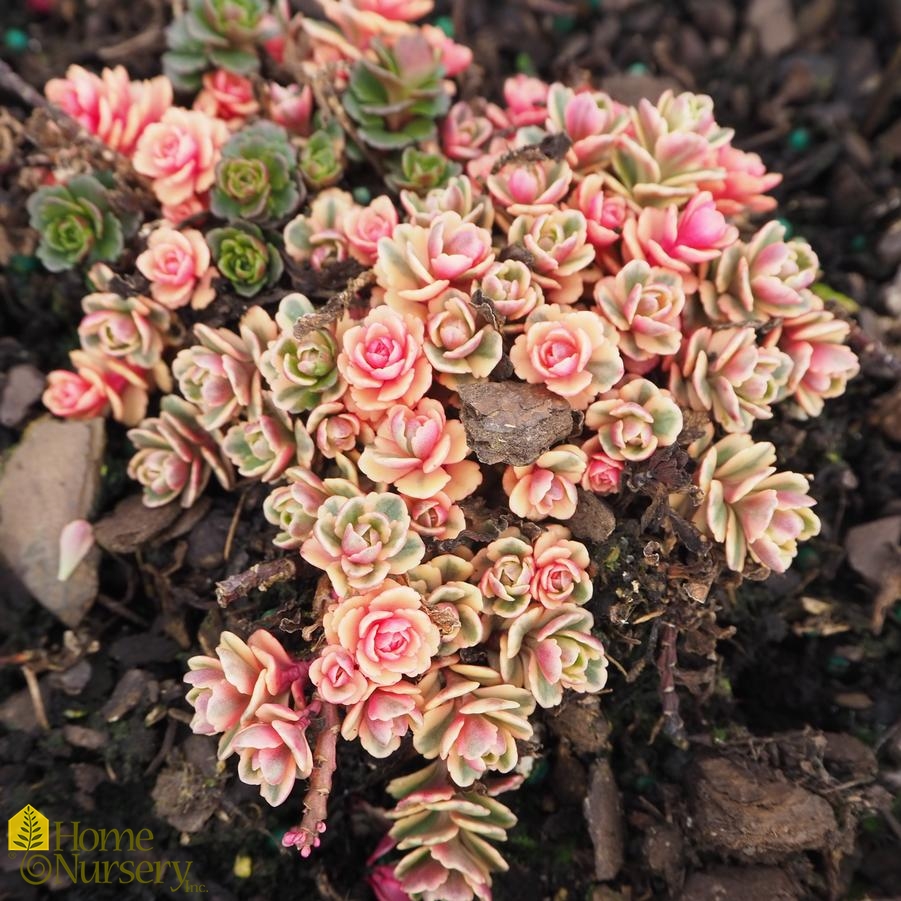 Sedum x Rock 'n Grow® 'Boogie Woogie'