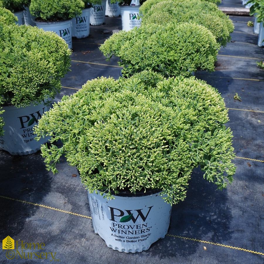 Sedum x Rock 'n Grow® Bundle of Joy