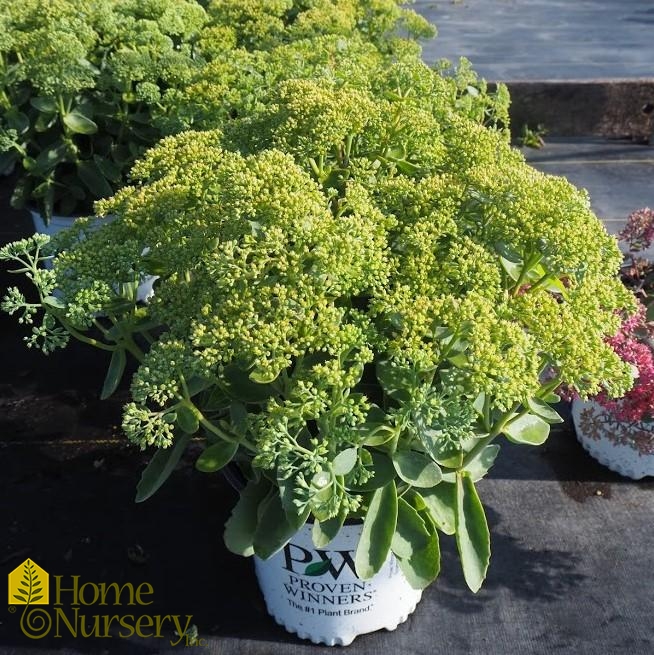 Sedum x Rock 'n Grow® Lemonjade