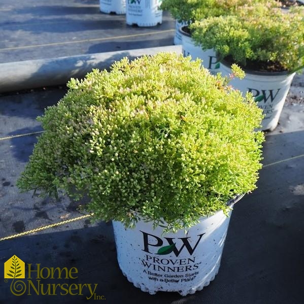 Sedum x Rock 'n Grow® Pure Joy