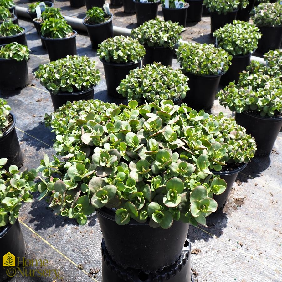 Sedum x Sunsparkler® 'Lime Zinger'