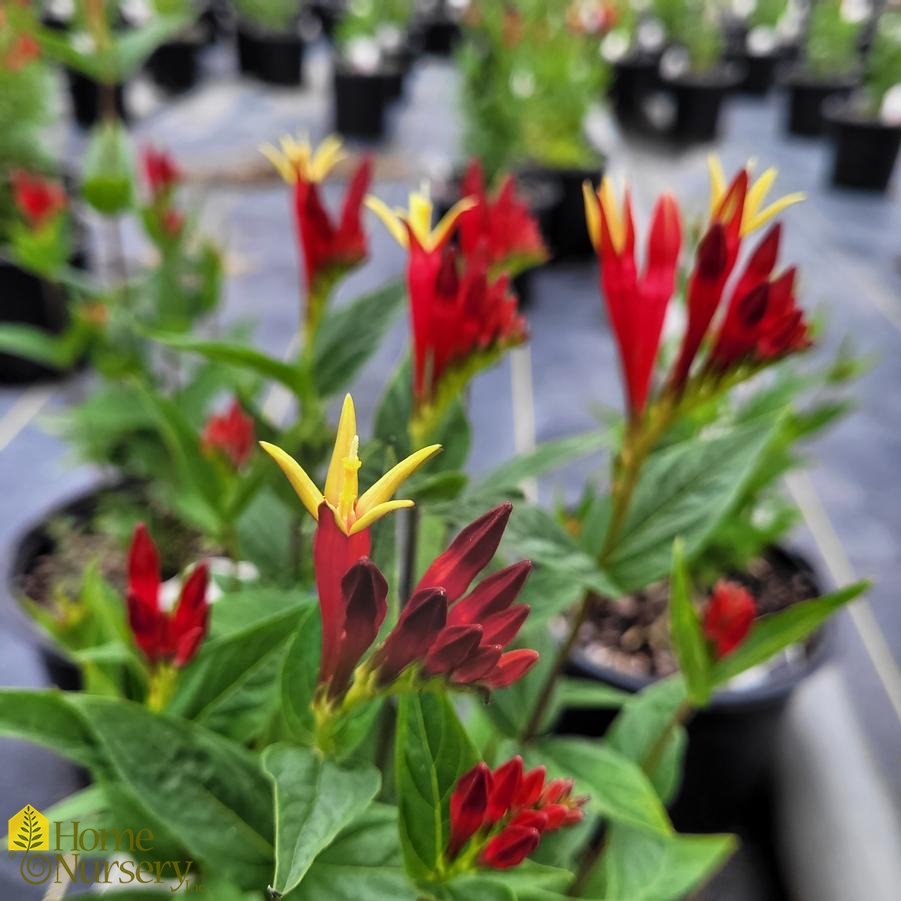 Spigelia marilandica 'Little Redhead'