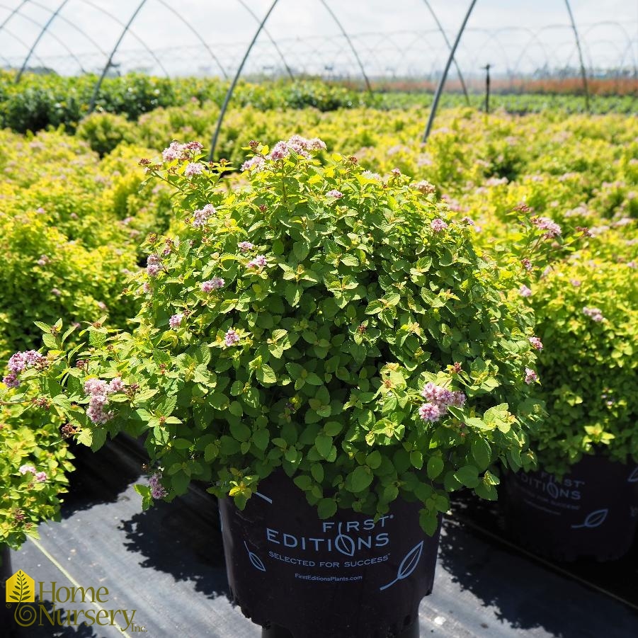 Spiraea x Sundrop™