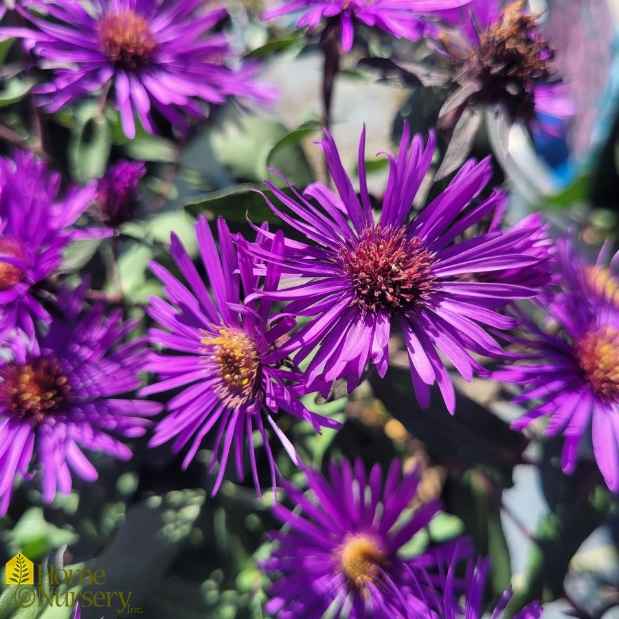 Symphyotrichum novae-angliae 'Purple Dome'