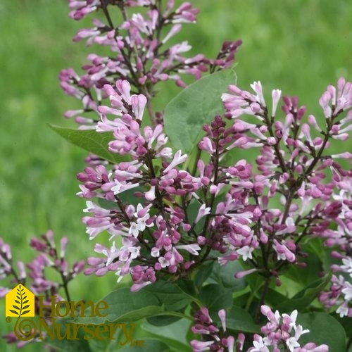 Syringa patula Baby Kim®