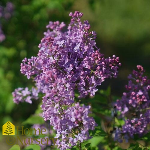 Syringa x hyacinthiflora Scentara Pura®