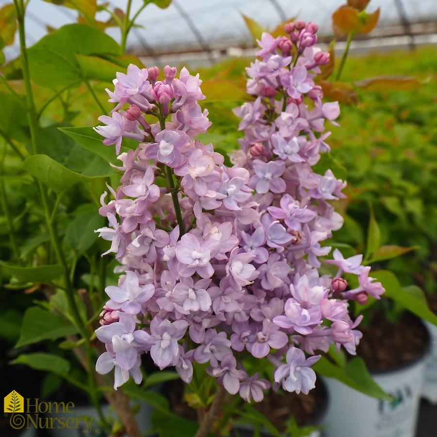 Syringa x hyacinthiflora Scentara® Double Blue Lilac from Home Nursery