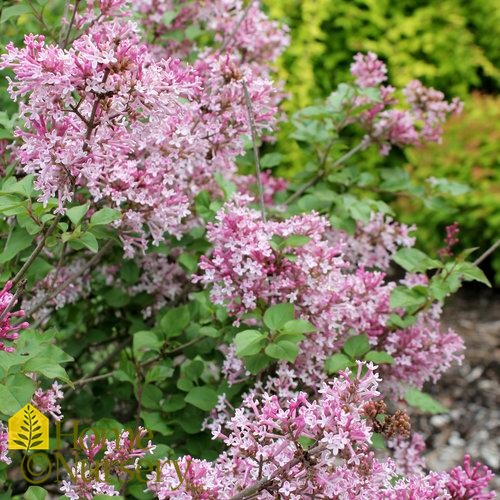 Syringa x Scent and Scensibility™Pink