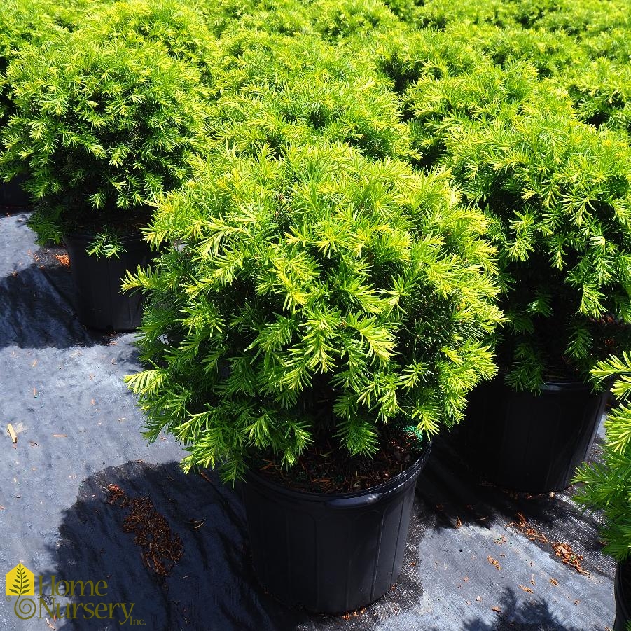 Taxus x media 'Brownii'