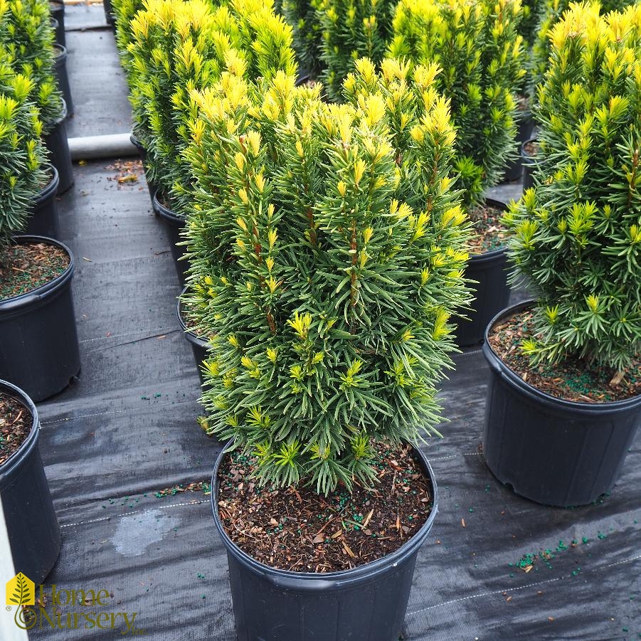 Taxus x media 'Citation'