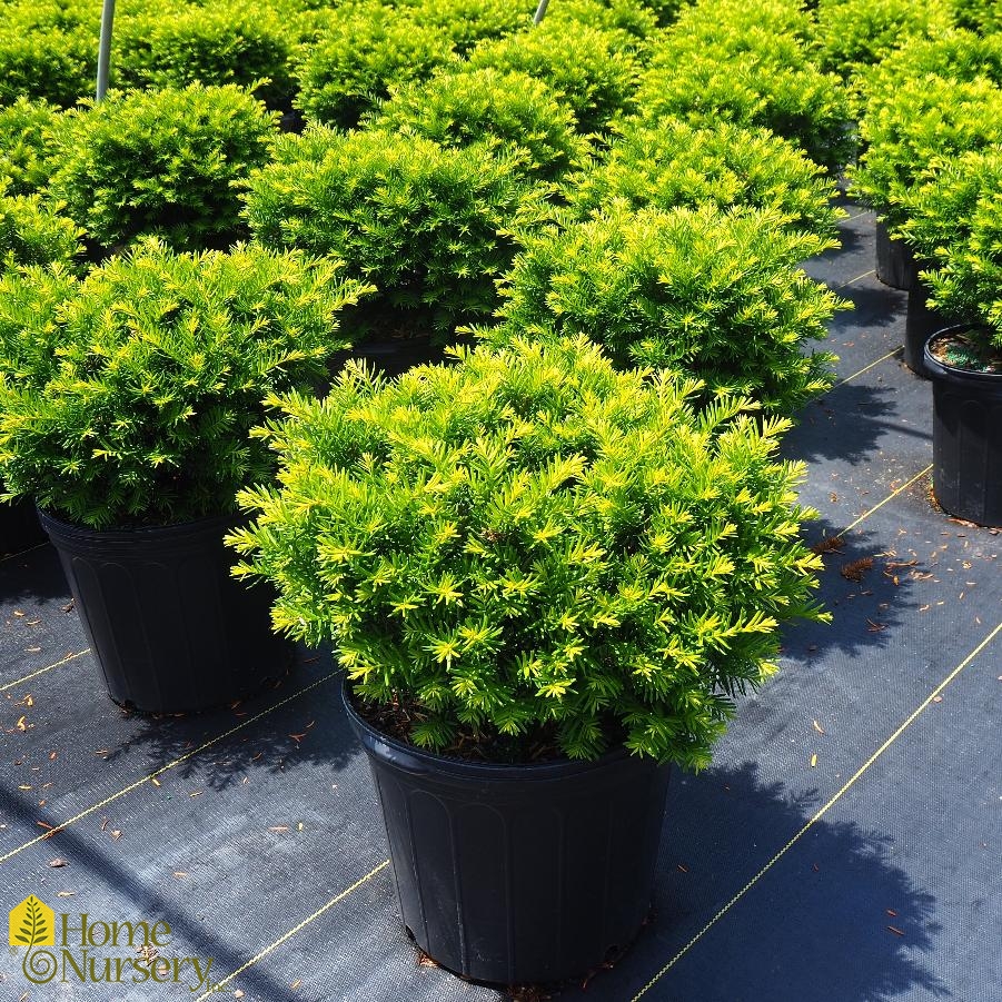 Taxus x media 'Everlow'