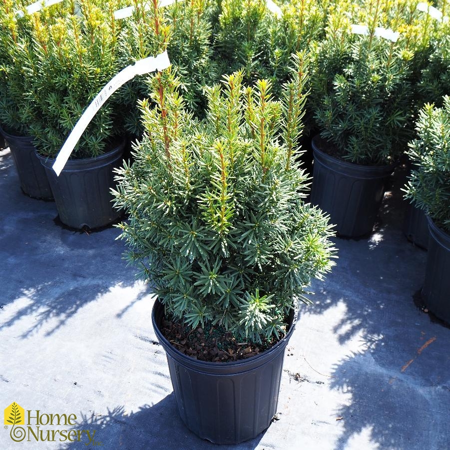 Taxus x media 'Hicksii'