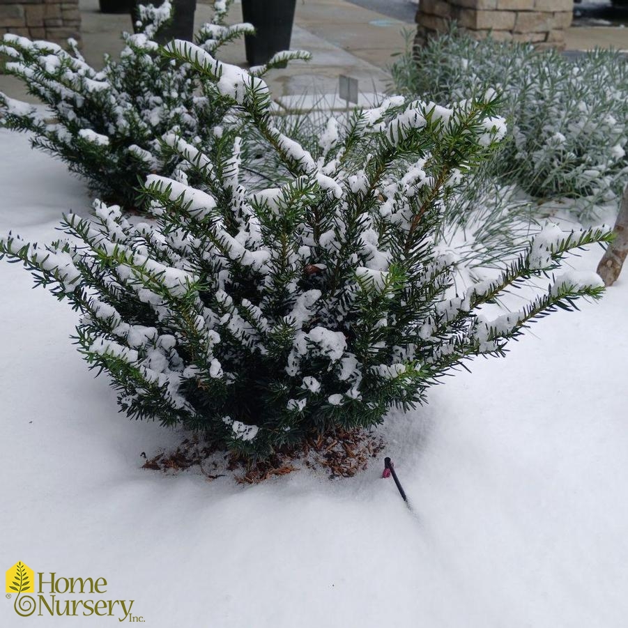 Taxus x media Stonehenge Dark Druid™