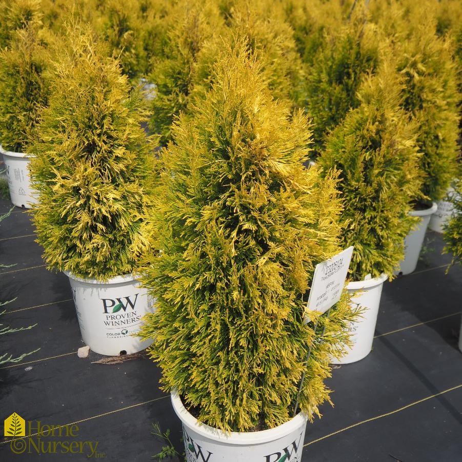 Thuja plicata Fluffy®