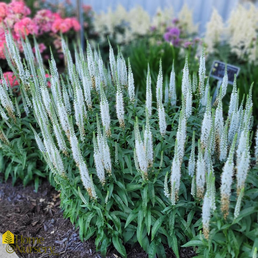 Veronica X Magic Show® White Wands Spiked Speedwell From Home Nursery 