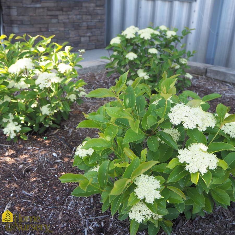 Viburnum cassinoides Lil' Ditty®