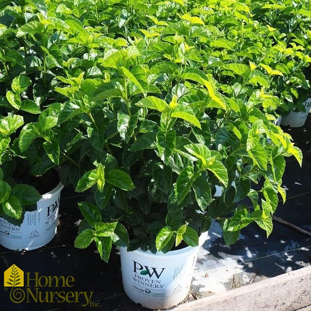 Viburnum dentatum All That Glitters®